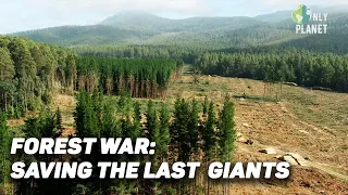 Tasmanian forest: Natural world heritage on borrowed time | FULL DOCUMENTARY