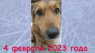 4 февраля 2023 года. Константиновка город. Утро.