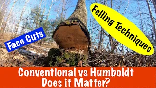 #123 Felling a tree - Conventional notch vs. Humboldt  #husqvarna #stihl #felling