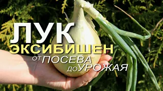 Выращивание ЛУКА ЭКСИБИШЕН от посева до урожая! Советы от ЗЕЛЕНОГО ОГОРОДА!