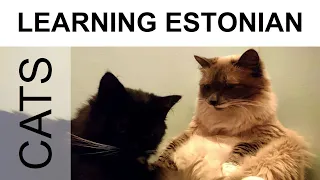 Learning Estonian #22 Cats