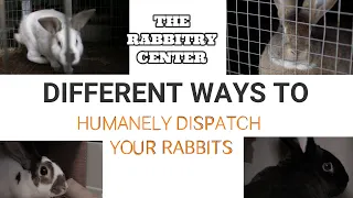 HOW TO HUMANELY DISPATCH RABBITS