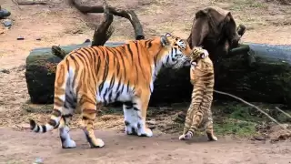 HD Tiger Babys - Cute Tigerbabys - Zoo Cologne - Amurtiger - cute baby animals