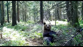 Medveď hnedý ( Ursus Arctos ) - Volovské vrchy - Volovec Mountains