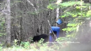 Black bear hunt Quebec Canada