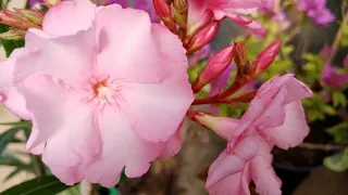 Цветущий апрель 2020. Обзор цветущих  растений.