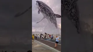 Tiburón gigante salta en el muelle #shorts increíble