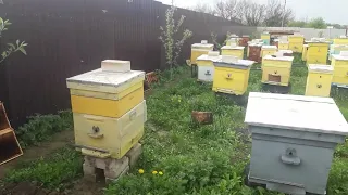Как получить мёд с садов? Один из методов от пчеловода.