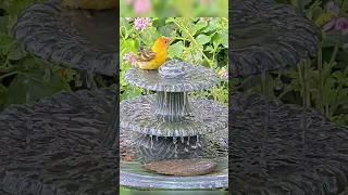 Beautiful Western Tanager Enjoying the Water Fountain. #birdbath #waterfountain #birdlover