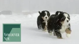 Bernese Mountain puppies surprise ski school children | Vancouver Sun