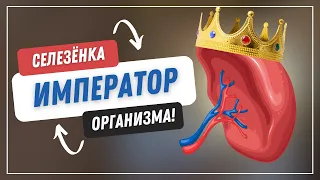 Как помочь своей селезенке? | Роман Полежаев