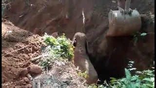 Wild Elephants salutes the men who rescued their baby elephant