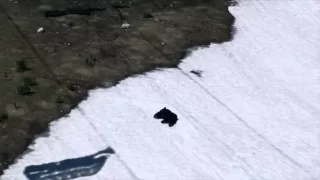 Black Bear Sliding Down a Snow Slope at Whistler Blackcomb Ski Resort - British Columbia, Canada