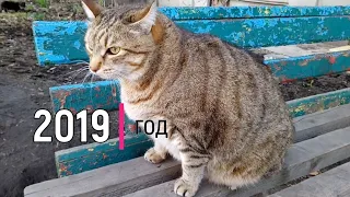 Шесть лет из жизни толстого кота Степана