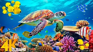 Under Red Sea 4K - Beautiful Coral Reef Fish in Aquarium, Sea Animals for Relaxation - 4K Video #14