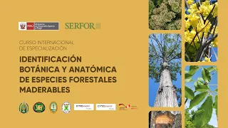🔴Curso internacional “Identificación botánica y anatómica de especies forestales” - Módulo III