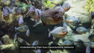 Piranha || the strongest bites found in bony fishes.