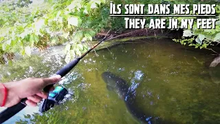 Catfish fishing in the Loire: they are at my feet !