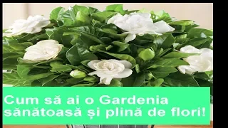 Cum să ai o Gardenia sănătoasă și plină de flori