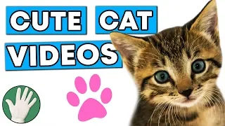 Cute Cat Videos - Objectivity 186
