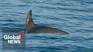 Extinction alert issued for Mexico’s endangered vaquita porpoise