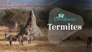 Termites | Arthropods | The Good and the Beautiful