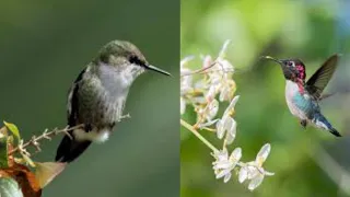 united states of animals || This is hummingbird heaven || skhuram443#animals