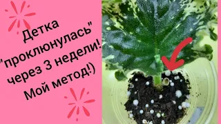 Фиалки! Самый быстрый способ получения деток от листа!