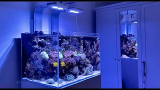 GERMAN REEF TANKS - "TOXIC" mixed 300 liters/80 gallon saltwater aquarium with shortfin turkeyfish