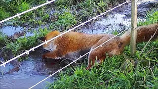 Fox Hunting using Shotguns, Beagles and Dachshunds, Victoria Australia. Filmed with Shotkam.