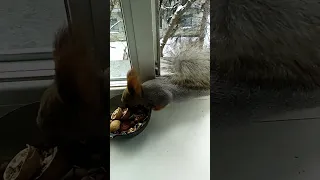 Одуван ждёт, когда окно открою#nature#squirrel#белка#animals