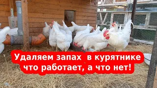 Устраняем запах аммиака в курятнике 🐔 проверенные способы 🐔