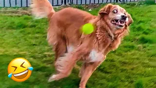 Funny Animal Videos 2023 🥰 - Funniest Dogs and Cats Videos 😁 #6