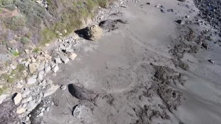 Elephant Seals - Vista Point