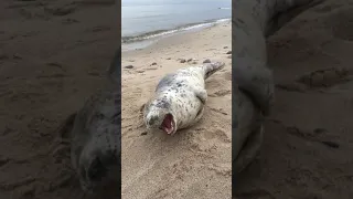Детёныш Балтийского тюленя,вышел на берег отдохнуть