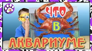 Что в аквариуме  челлендж (живой КРАБ слайм или динозавр)