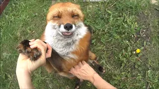 Fox Grooming Basics