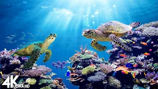 3HRS Video 4K Turtle Paradise - Undersea Nature Relaxation Film + Relaxing Music By Scenic Travel