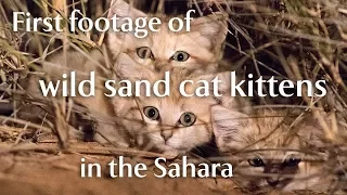 First footage of wild sand cat kittens