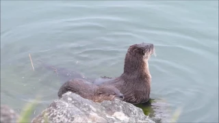 Otters in the Rogue