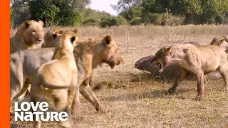 Hollywood Lion Pride’s Violent Clash with Nomads | Love Nature