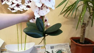 Как посадить искусственную орхидею в кашпо. Продолжение