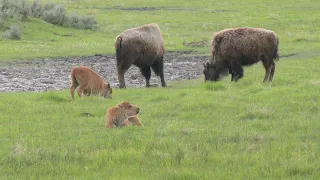 Baby Bison trying to chill when teenage bison decide to be teenagers, Yellowstone National Park 4k