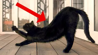 Weird Things Cats Do When They See Their Owners and Why