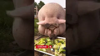 #short Funny video Cute pig lunch time #viral #funnyanimals #funnyvideo