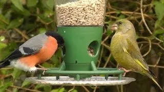 Bullfinch and Greenfinch on The Peckish Bird Feeder - Best Bird Feeders