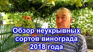 Обзор неукрывных сортов винограда 2018 года.