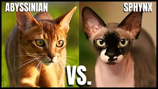 Abyssinian Cat VS. Sphynx Cat