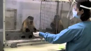 Two Monkeys Were Paid Unequally  Excerpt from Frans de Waal s TED Talk SD)