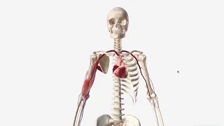 Brachial Artery - Anatomy, Branches & Relations